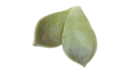 V444A.png