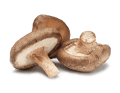 V566A.png