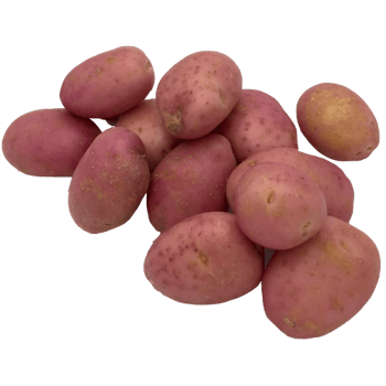 V586A.png
